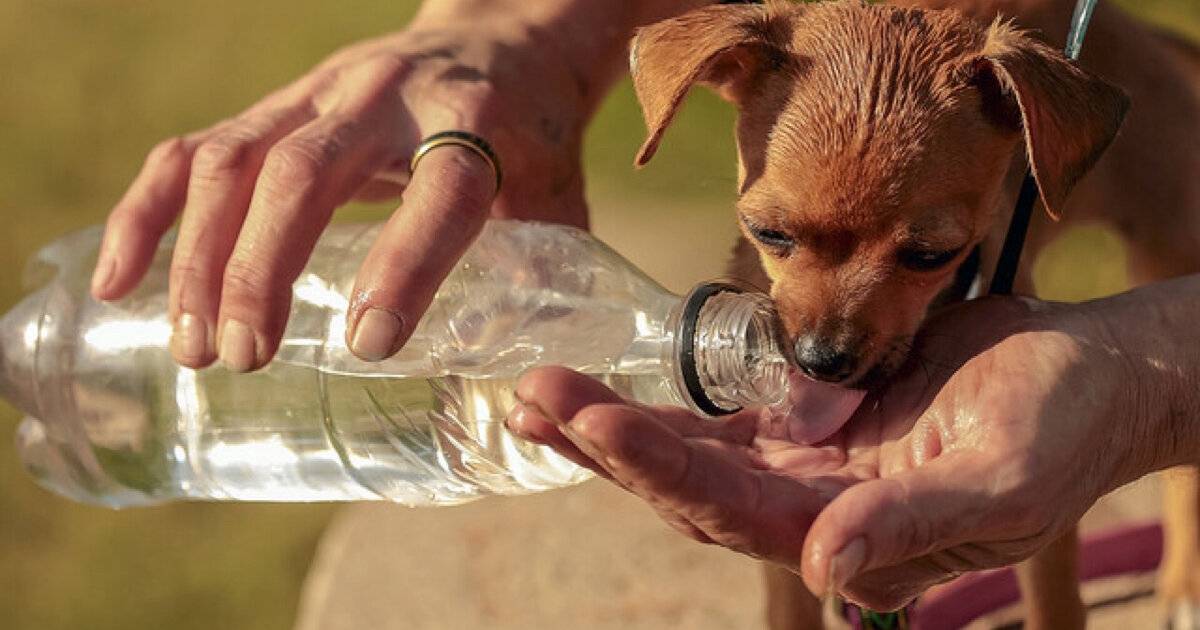 Почему собака – активная или вялая – отказывается от еды, только пьет воду: 8 причин, по которым питомец не ест