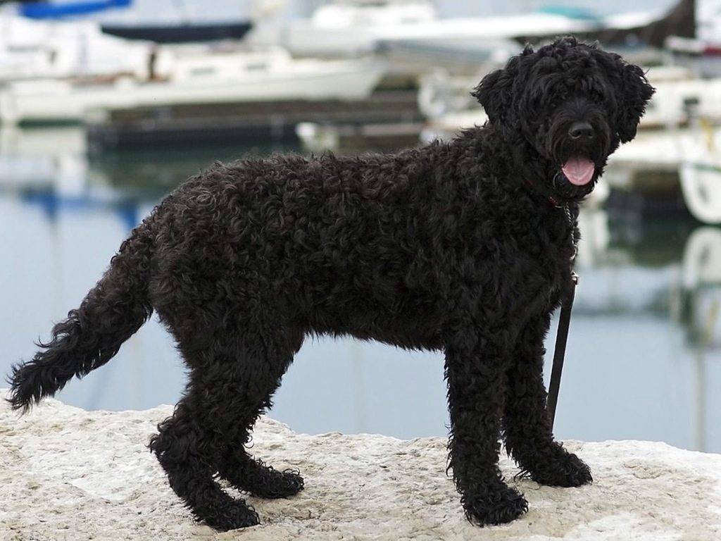 Информация о породе португальская водяная собака и особенностях ее характера | хиллс