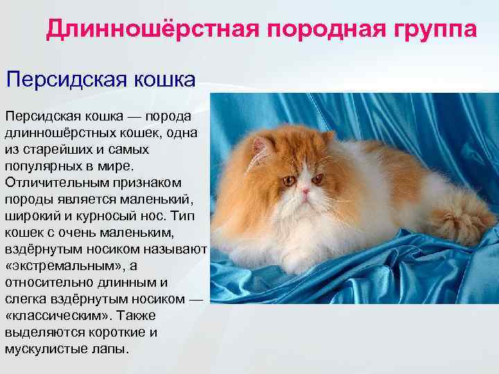 Особенности характера персидской кошки