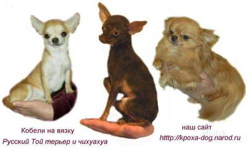 Помесь чихуахуа и той-терьера: фото как выглядит смесь питомца на фото, характер питомца, а также как правильно выбрать щенка