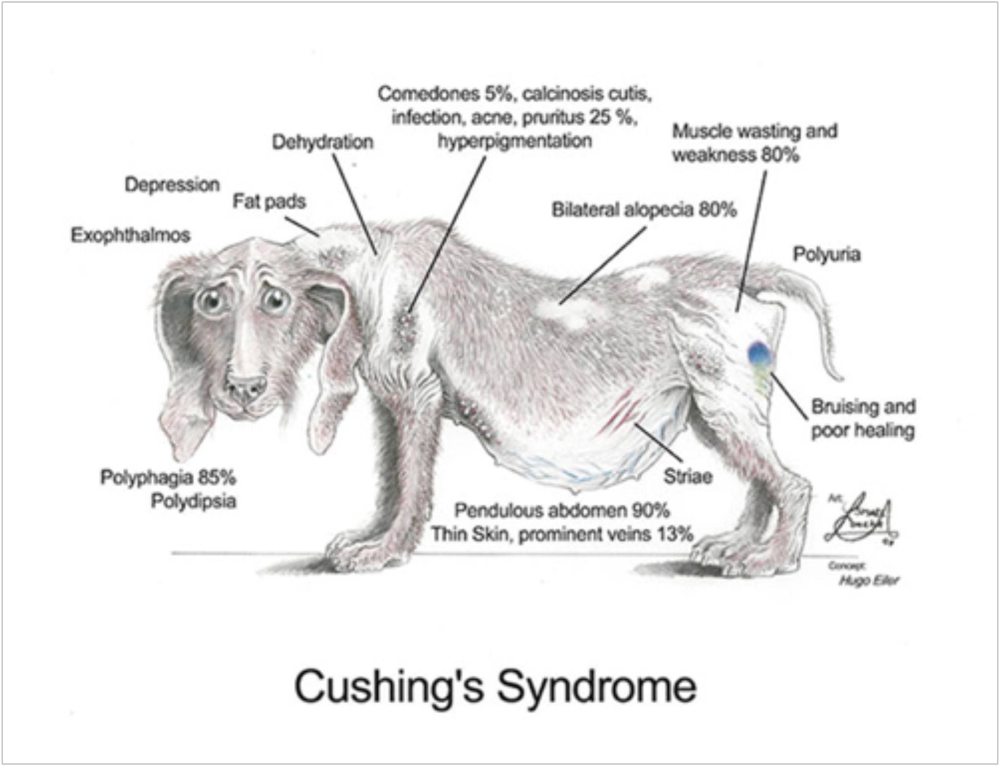 Синдром кушинга у собак: причины, симптомы, лечение, прогноз | блог ветклиники "беланта"