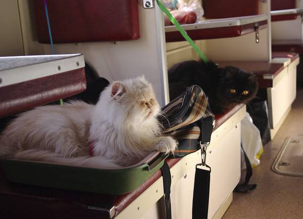 Как перевезти кота в поезде: подробная инструкция, правила и советы