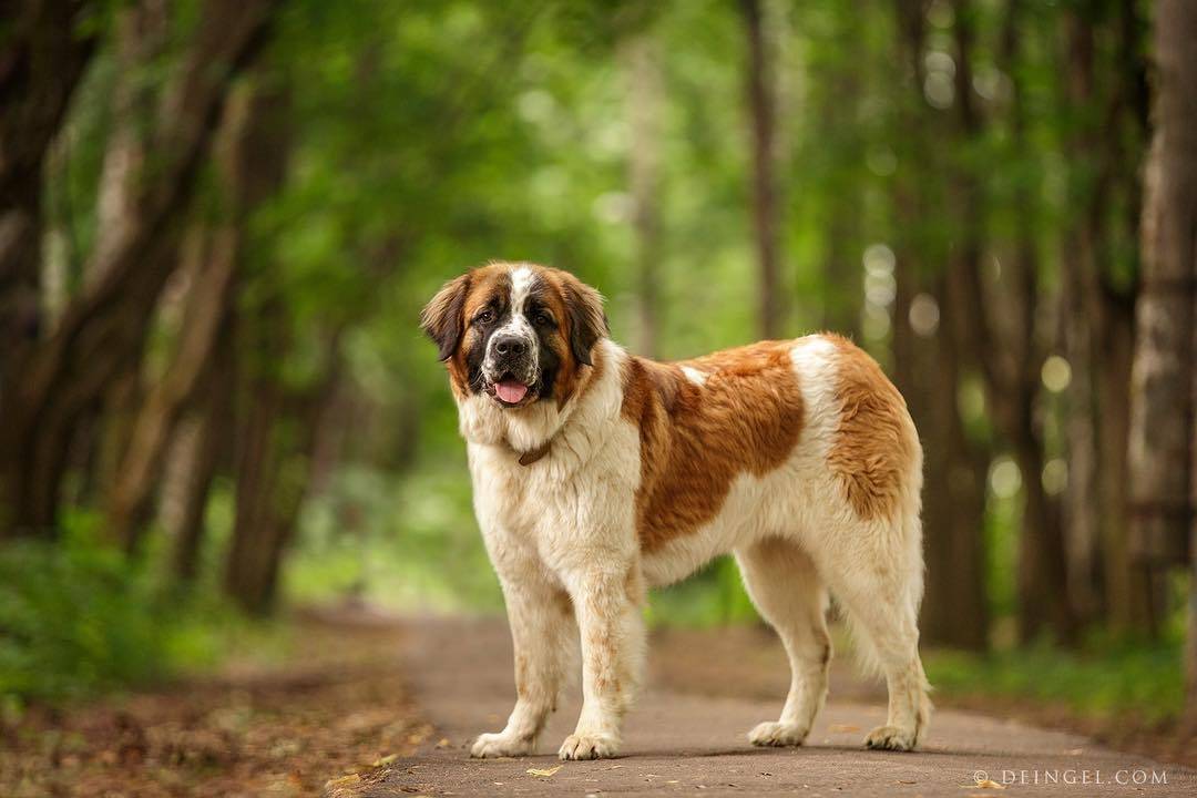 13 самых добрых и ласковых пород собак в мире: какие подходят для семьи
