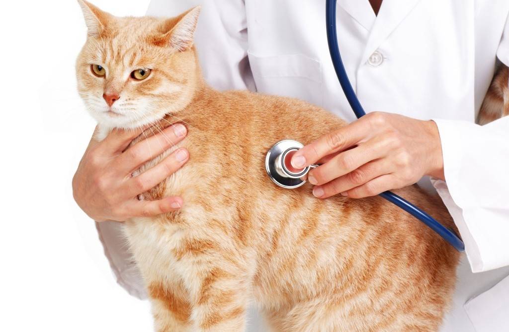 Ожирение у собак и кошек - сибирский медицинский портал