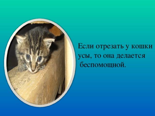 Что будет, если коту обрезать усы - почему нельзя обрезать - kotiko.ru