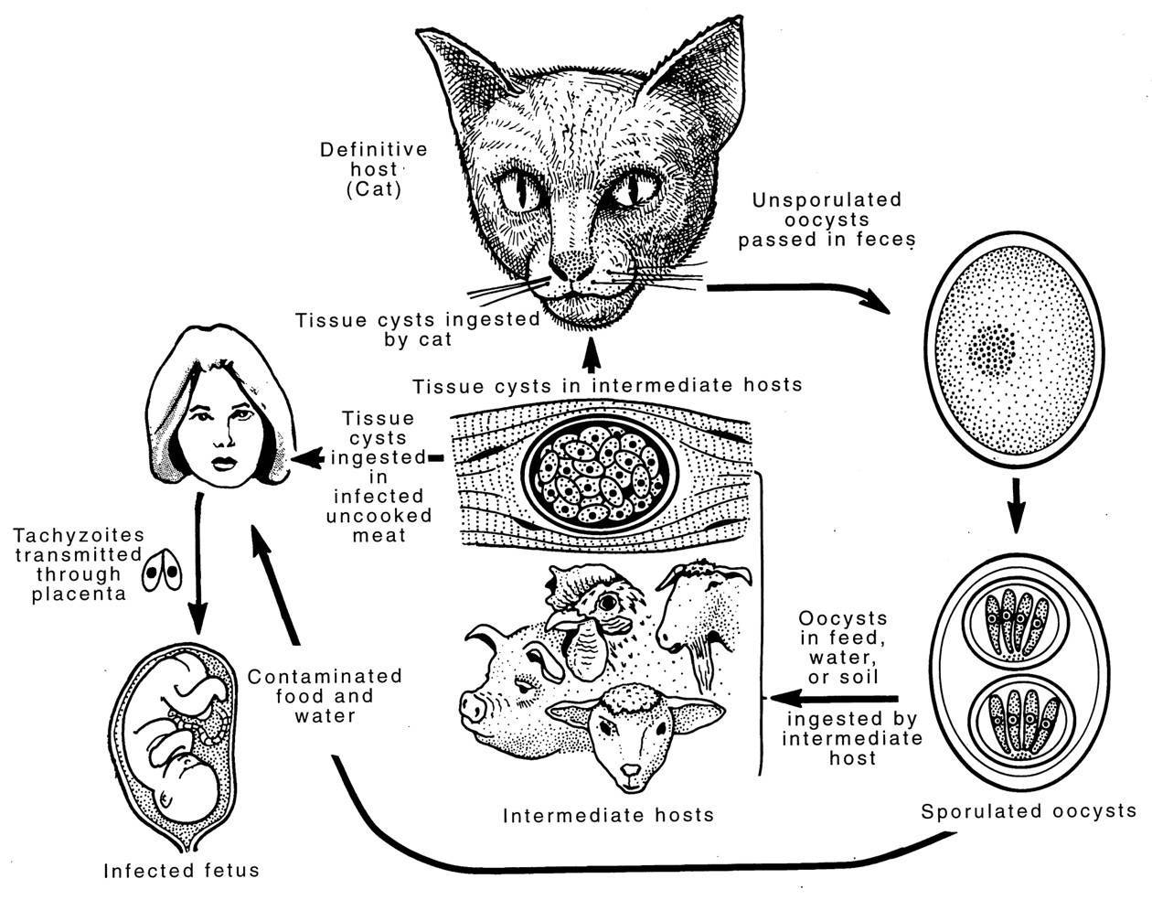 Токсоплазмоз у кошек: симптомы, лечение, профилактика – dr.hug