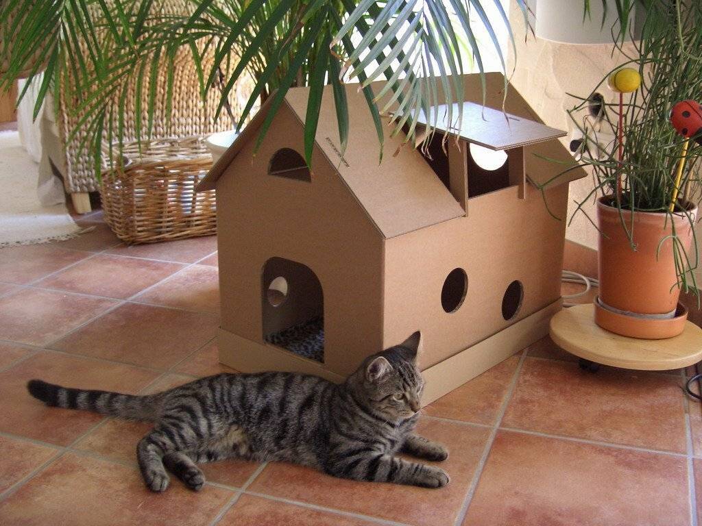 Котенок в новом доме первые дни. адаптация котенка в новом доме. переезд и поведение котенка в новом доме. что нужно купить котенку.