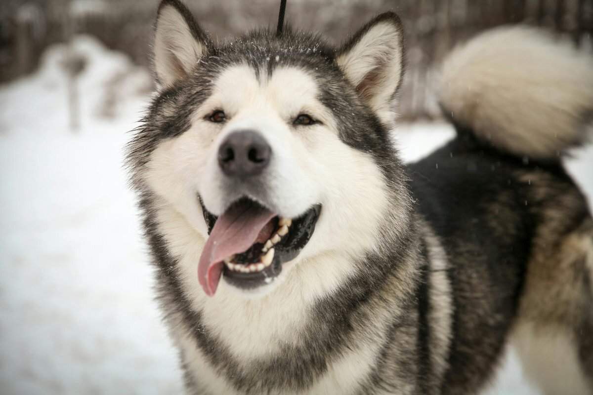 Аляскинский кли кай: мини хаски - описание этой миниатюрной породы собак, цена, фото, где лучше купить щенка, известные питомники в россии, а также отзывы владельцев