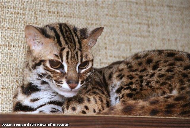 Леопардовая кошка — что за порода и как называется