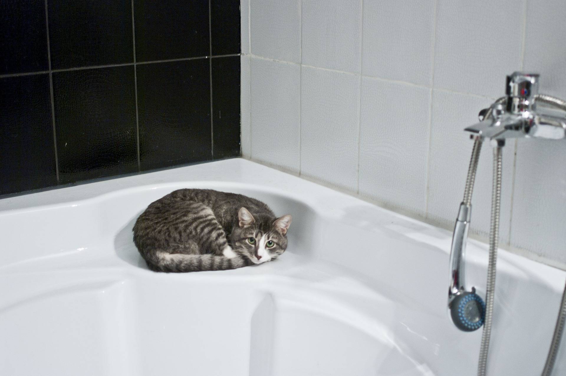 Как искупать кота, если он боится воды: новости, животные, кошки, купание, психология, советы, домашние животные