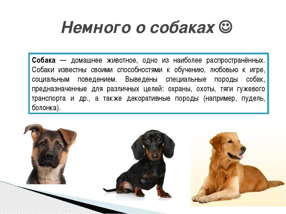 Собаки, похожие на таксу: какие существуют породы, описание их внешности, особенности характера и где их чаще всего используют