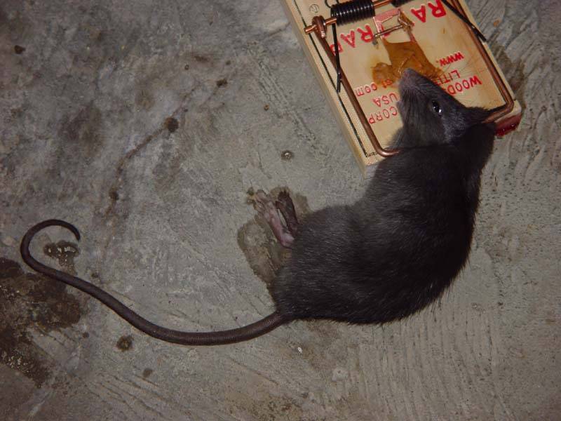 Электрические крысоловки: обзор лучших электронных ловушек для крыс и мышей и отзывы об их применении