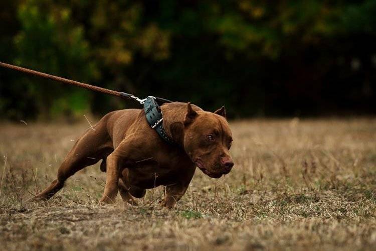 Самые опасные и жестокие собаки в мире: список пород с описаниями и фотографиями