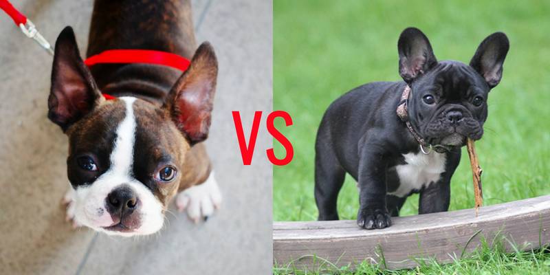 Бостон терьер и французский бульдог отличия – boston terrier
