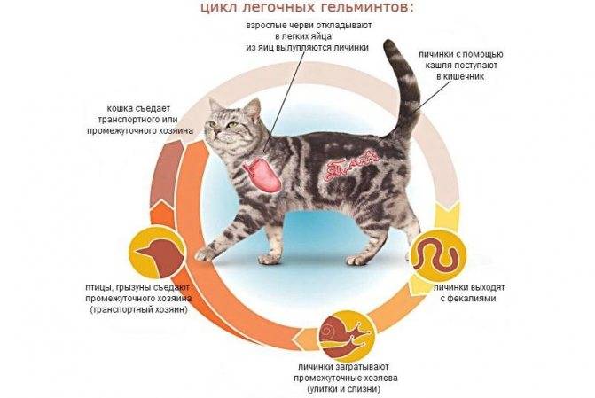 Может ли человек заразиться от кошки глистами и какие виды гельминтов встречаются у домашних питомцев