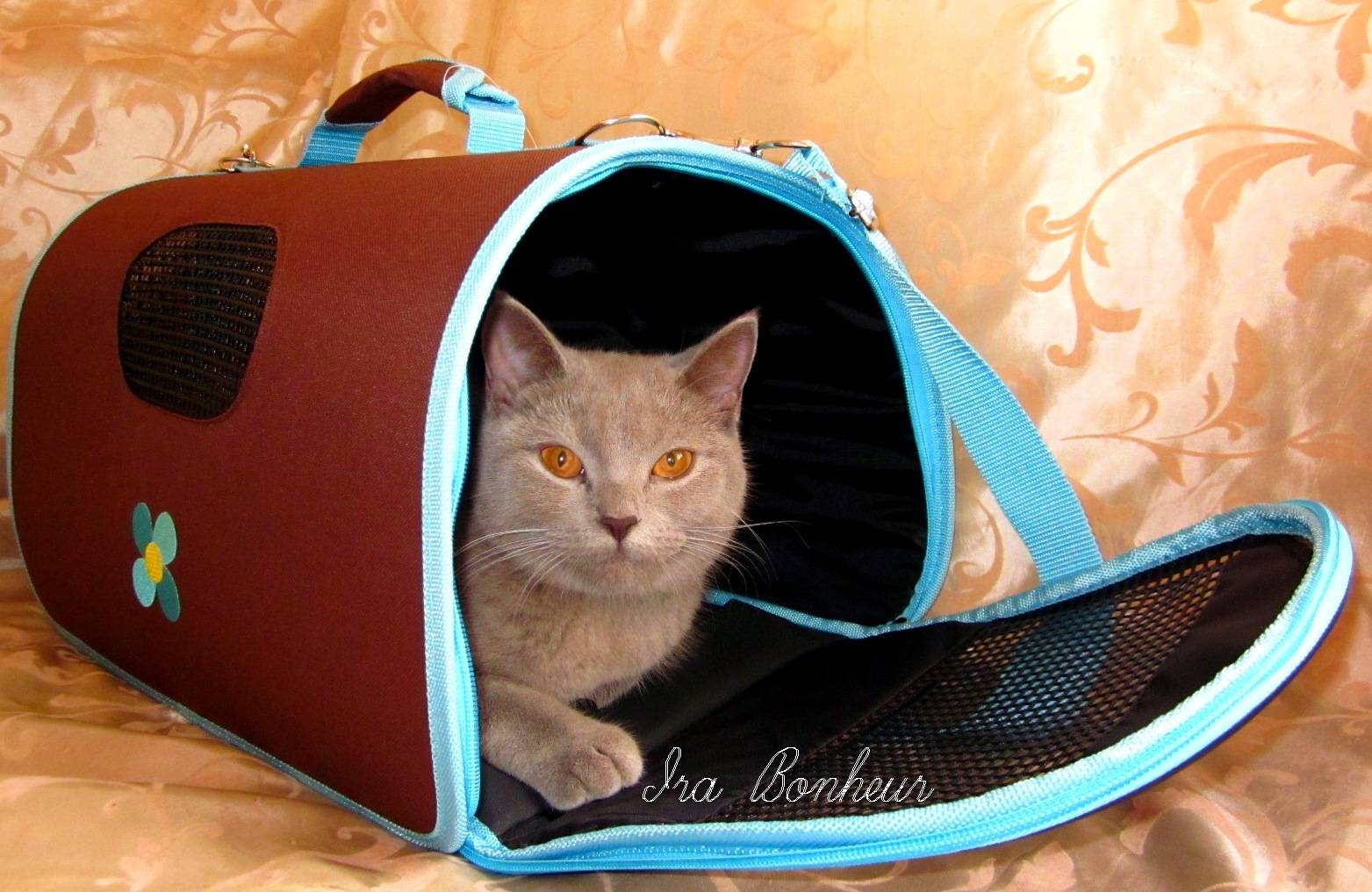 Переноска-рюкзак для кошек: особенности выбора переноски для котов в виде рюкзака с иллюминатором, плюсы и минусы, рейтинг лучших производителей