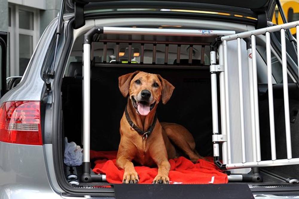 Правила перевозки собак в автомобиле