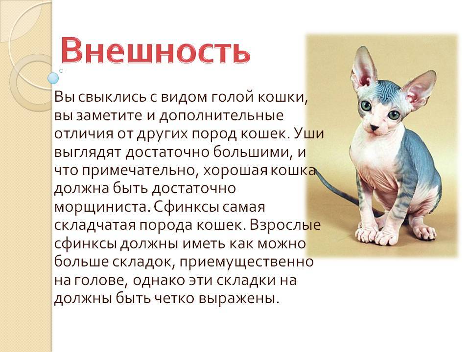 Бамбино (кошка): описание породы
