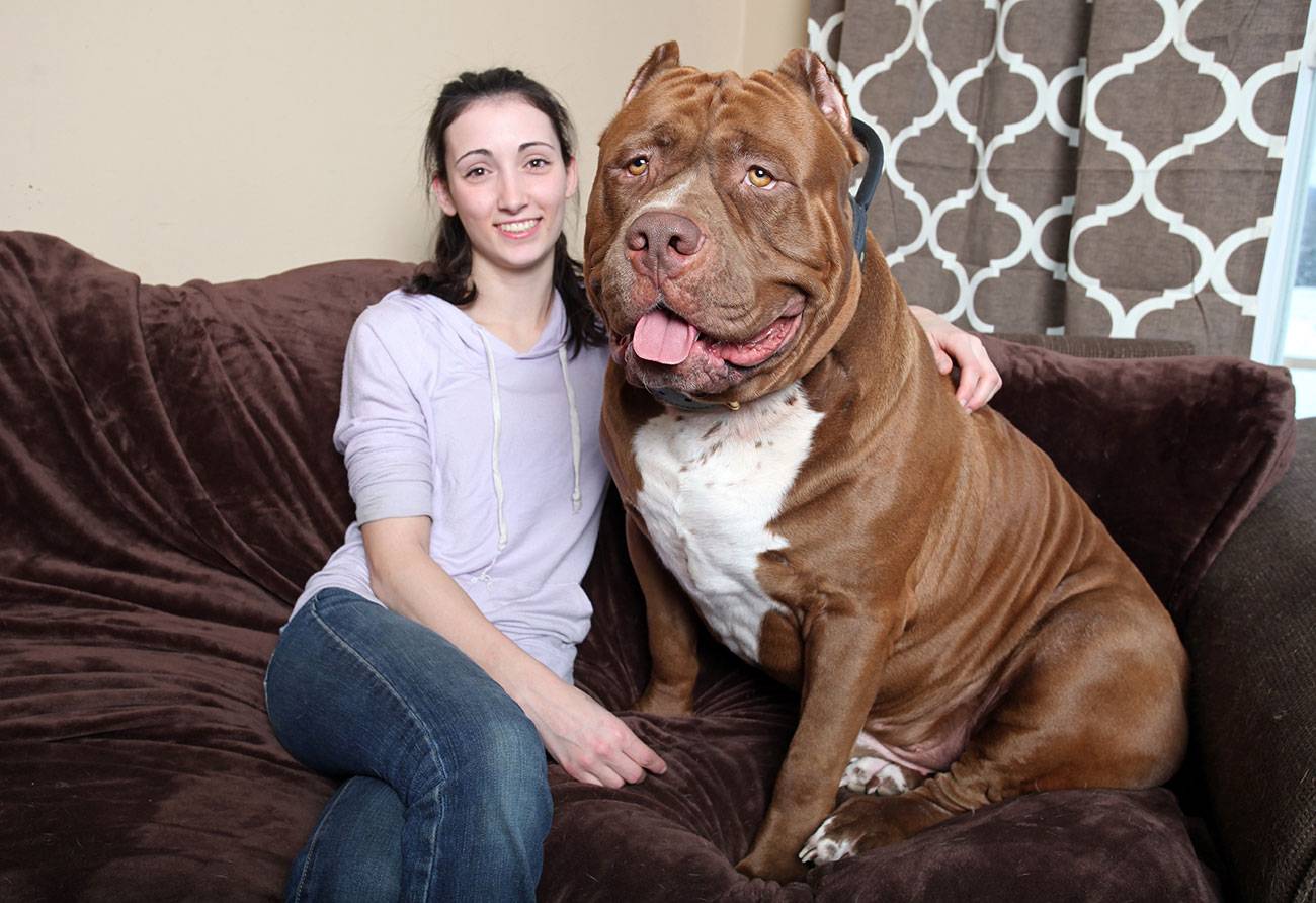 7 самых толстых и жирных собак в мире: как они выглядят, сколько весят и по какой причине потолстели