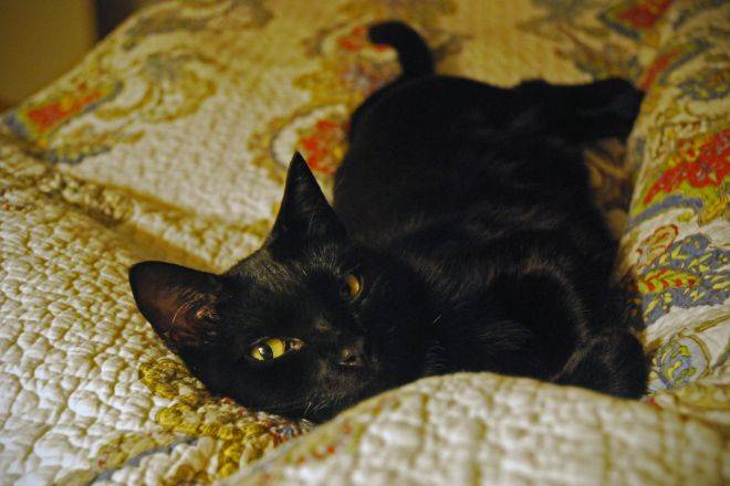 Бомбейская кошка — внешний вид, повадки, болезни, уход, кормежка + 75 фото