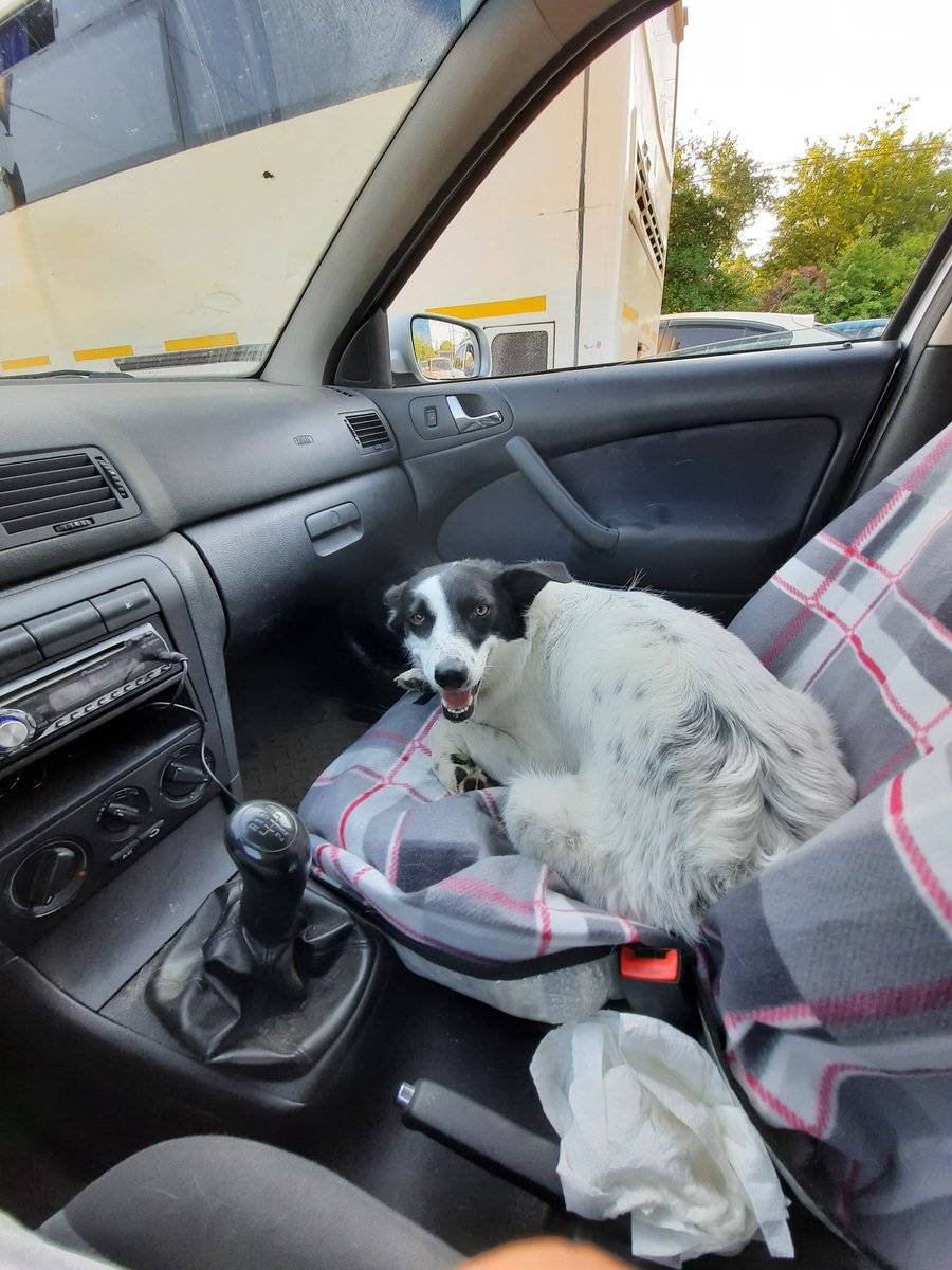 Собаку укачивает и тошнит в машине - что делать?