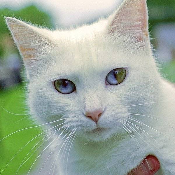 Правда ли, что белые коты с голубыми глазами глухие? - ростки жизни