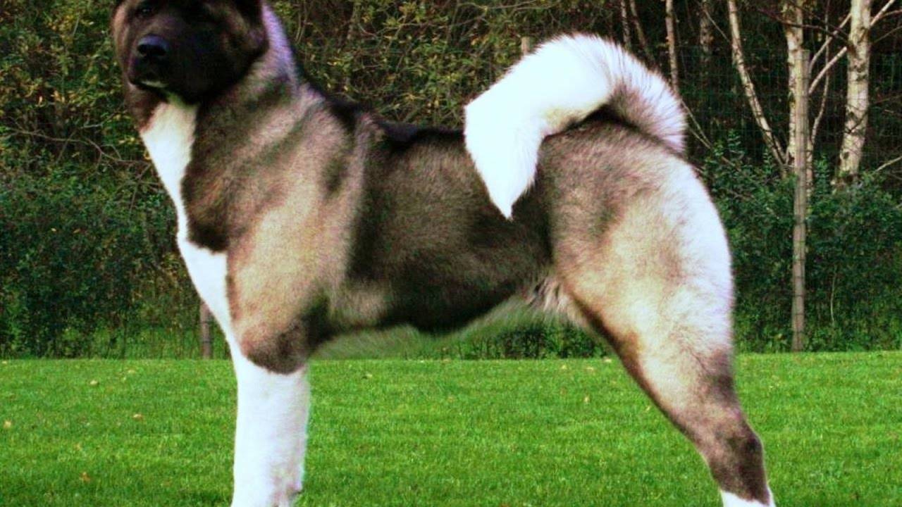 Американская акита — порода, характеристика, цена и разновидности собаки (95 фото и видео)