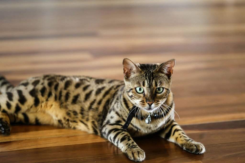 Сколько живут бенгальские кошки в домашних условиях