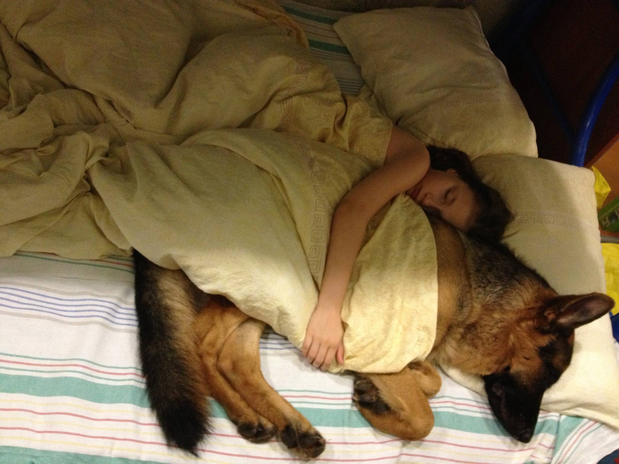 Как отучить собаку спать на кровати, прыгать на диван