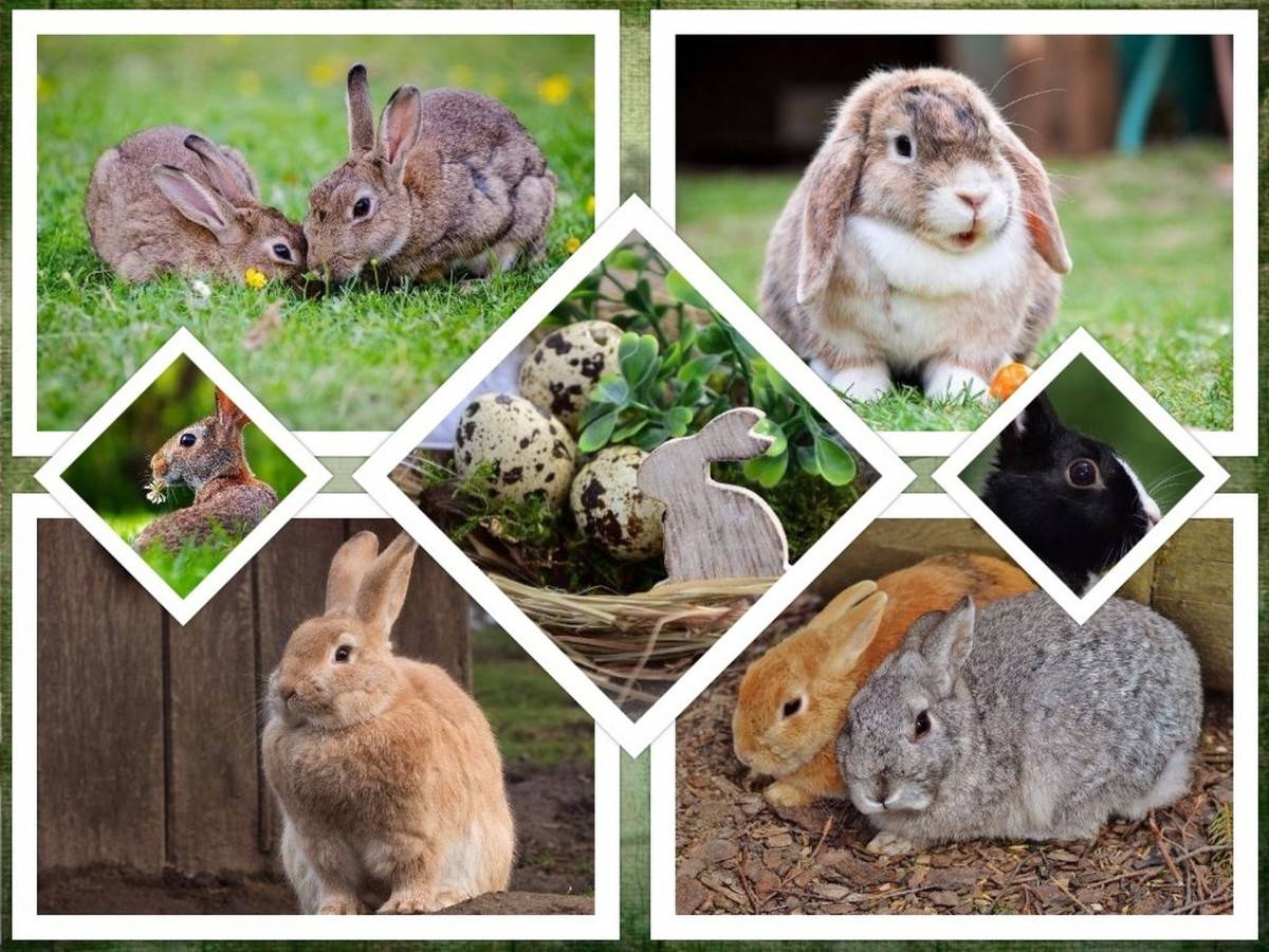 Доклад сообщение кролики домашние животные (описание для детей)