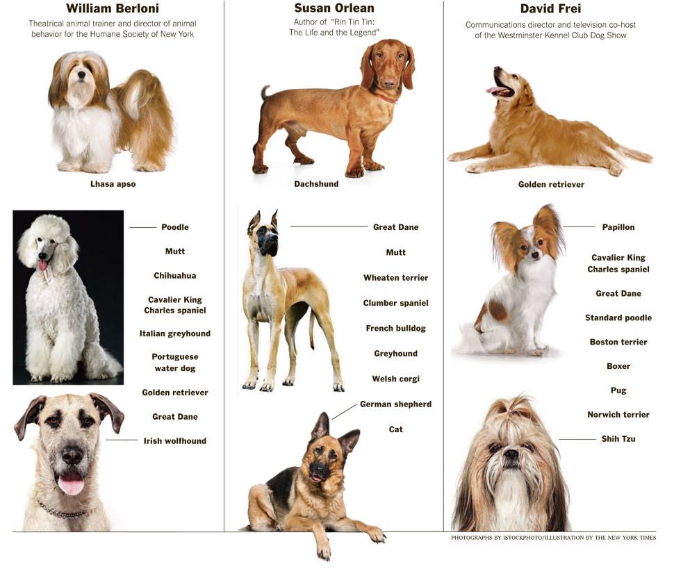 Все породы собак. как выбрать, понять, воспитать