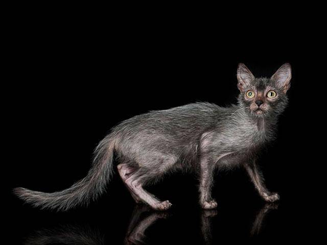 Ликой (36 фото): описание кошек и котов новой породы, происхождение котят-оборотней. особенности содержания гипоаллергенных котов