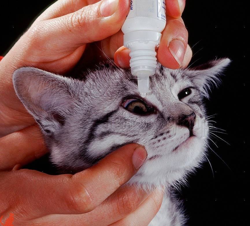 Особенности лечения гноящихся глаз у кошек