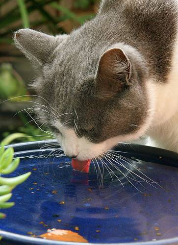 Кошка не пьет воду что делать? 11 наиболее вероятных причин