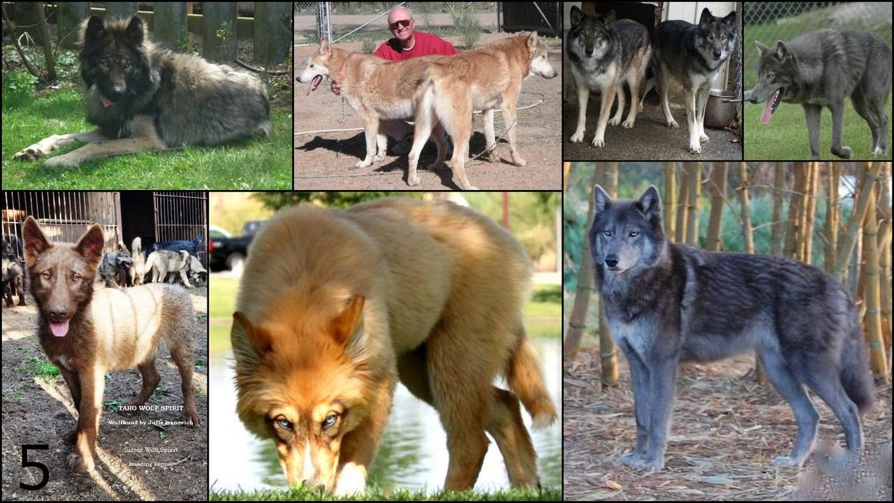 Характеристики пород собак, похожих на волков