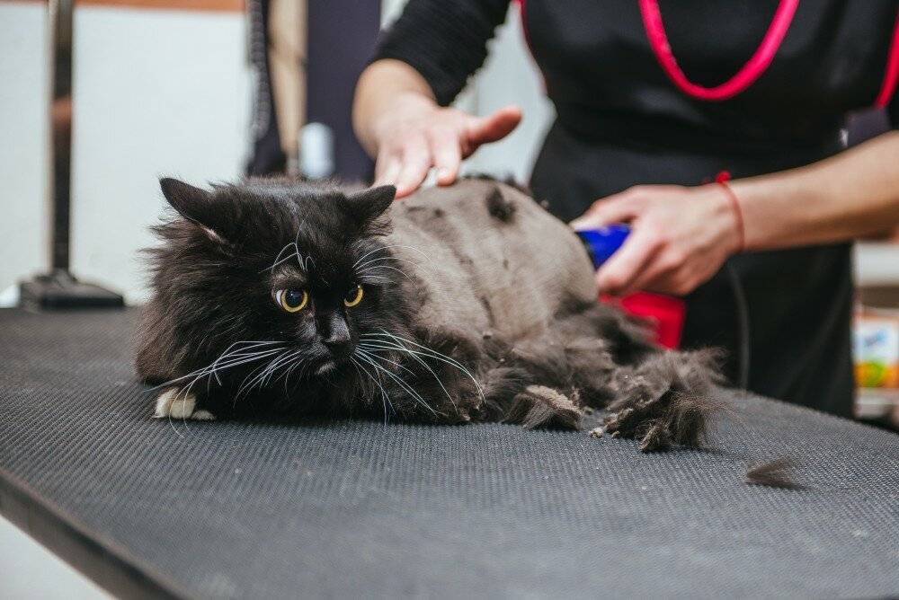 Стрижка котов (41 фото): как подстричь кошкам шерсть под льва? можно ли делать стрижку кошке зимой? за и против гигиенической стрижки