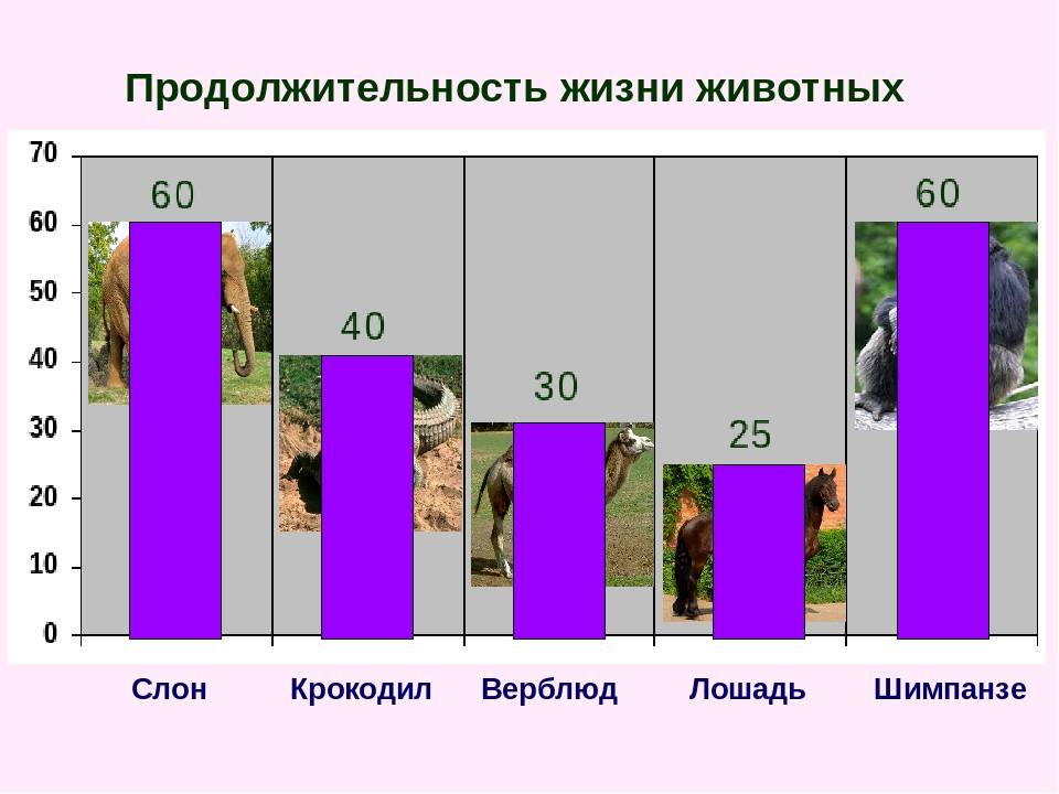 Окружающий мир 1 класс продолжительность жизни деревьев. Средняя Продолжительность жизни животных таблица. Продолжительность жизни животных таблица по окружающему миру 1 класс. Продолжительность жизни разных животных таблица 1 класс. Продолжитенльностьжизни животных.