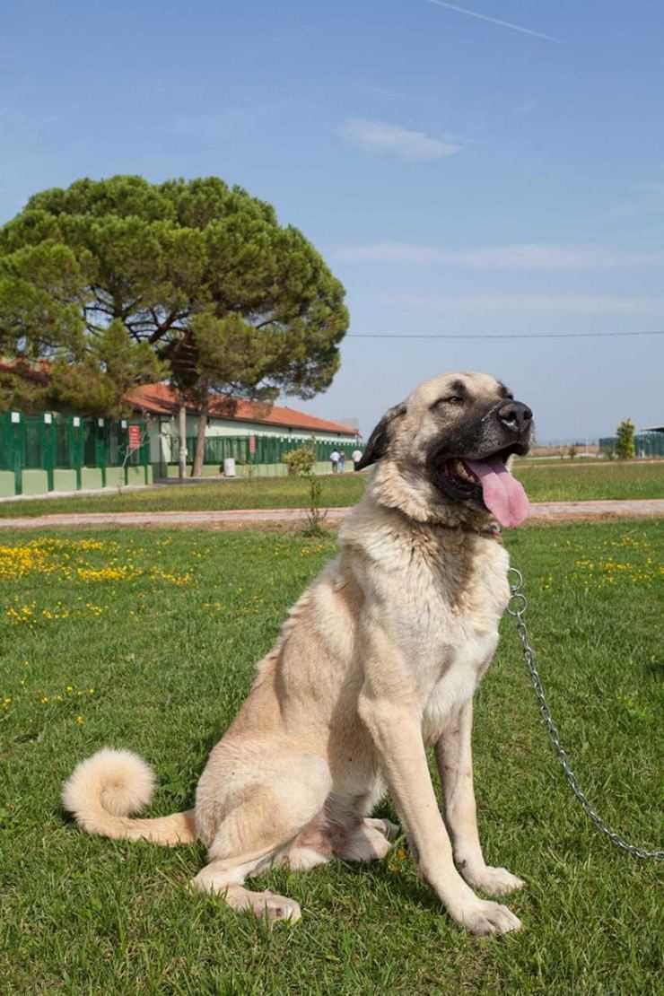 Турецкий кангал (анаталийский карабаш): описание породы собаки