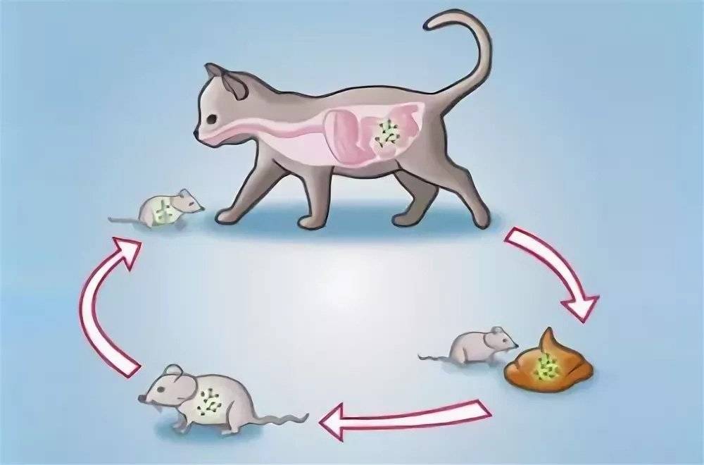 Токсоплазмоз у кошек: лечение и профилактика | vetstate