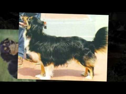 Пекинес: все о собаке, фото, описание породы, характер, цена
