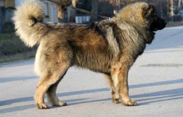 Волкодав: описание породы, уход и фото собак