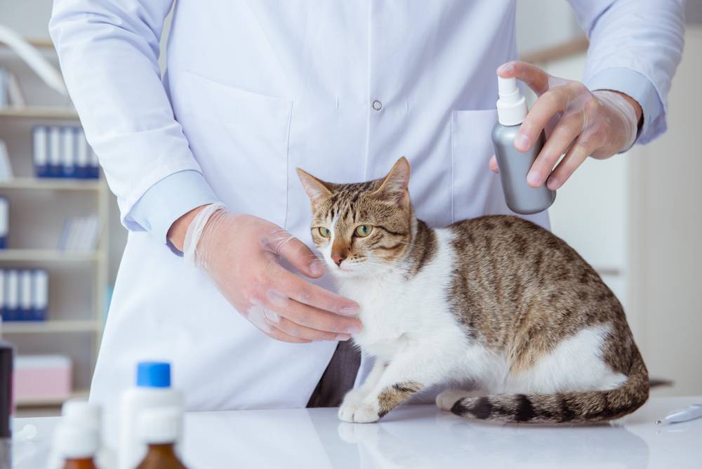 Аллергия на корм у кошек