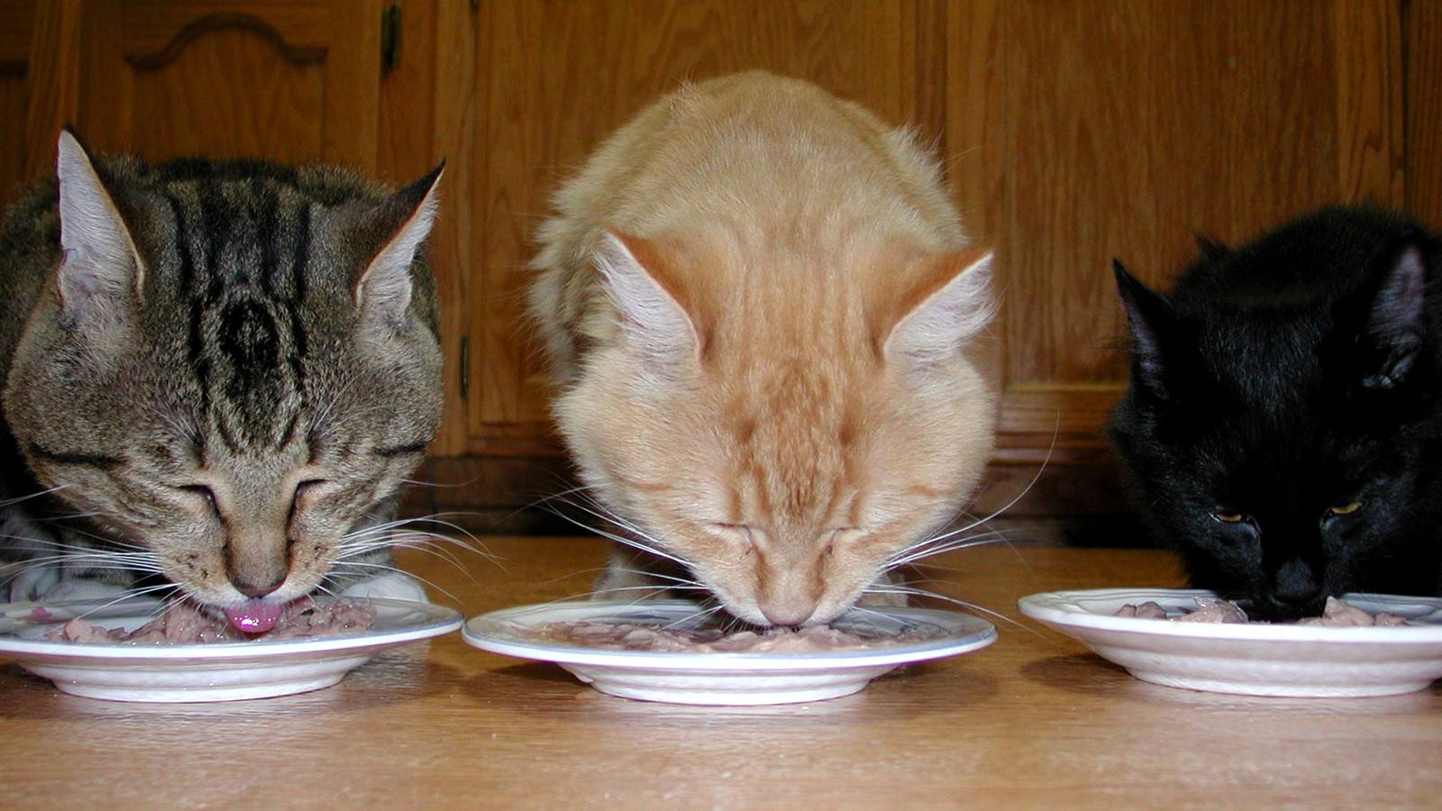 Кошка (кот) постоянно просит есть: причины и их устранение
