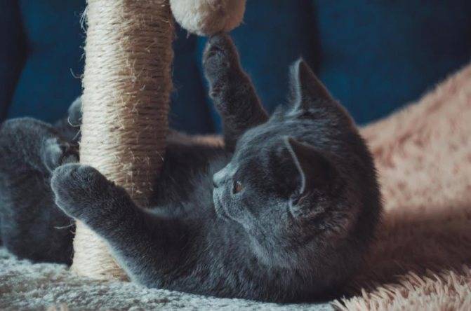 Как воспитывать кошку в домашних условияхтобы сделать ласковой