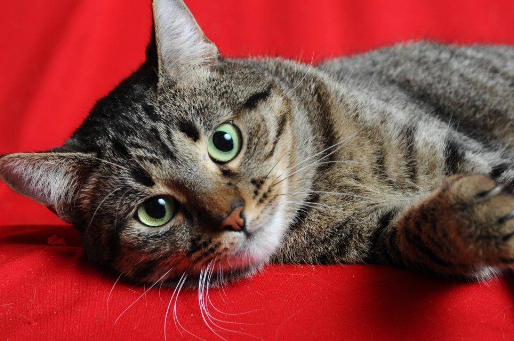 Кельтская кошка. описание, особенности, уход и цена кельтской кошки | животный мир