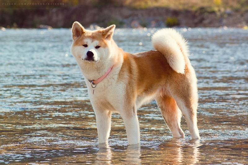 Японский шпиц: все о собаке, фото, описание породы, характер, цена