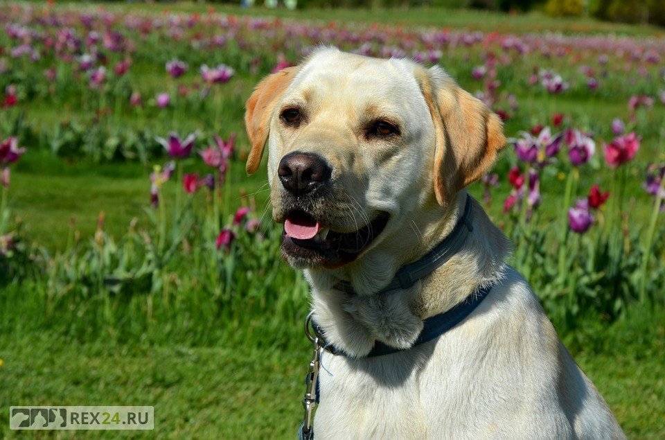 Самые добрые собаки – топ-10 пород с фото и описанием