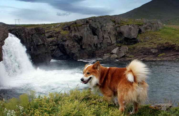 ★ исландская собака - породы собак ..