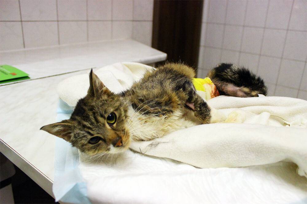Панлейкопения (чумка) у кошек: симптомы, лечение и профилактика | "берлога"