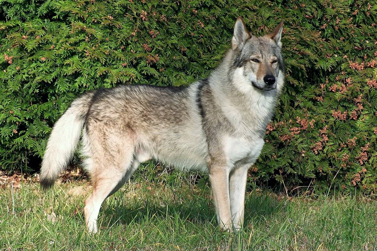 Чехословацкий влчак: фото и видео, описание, цены